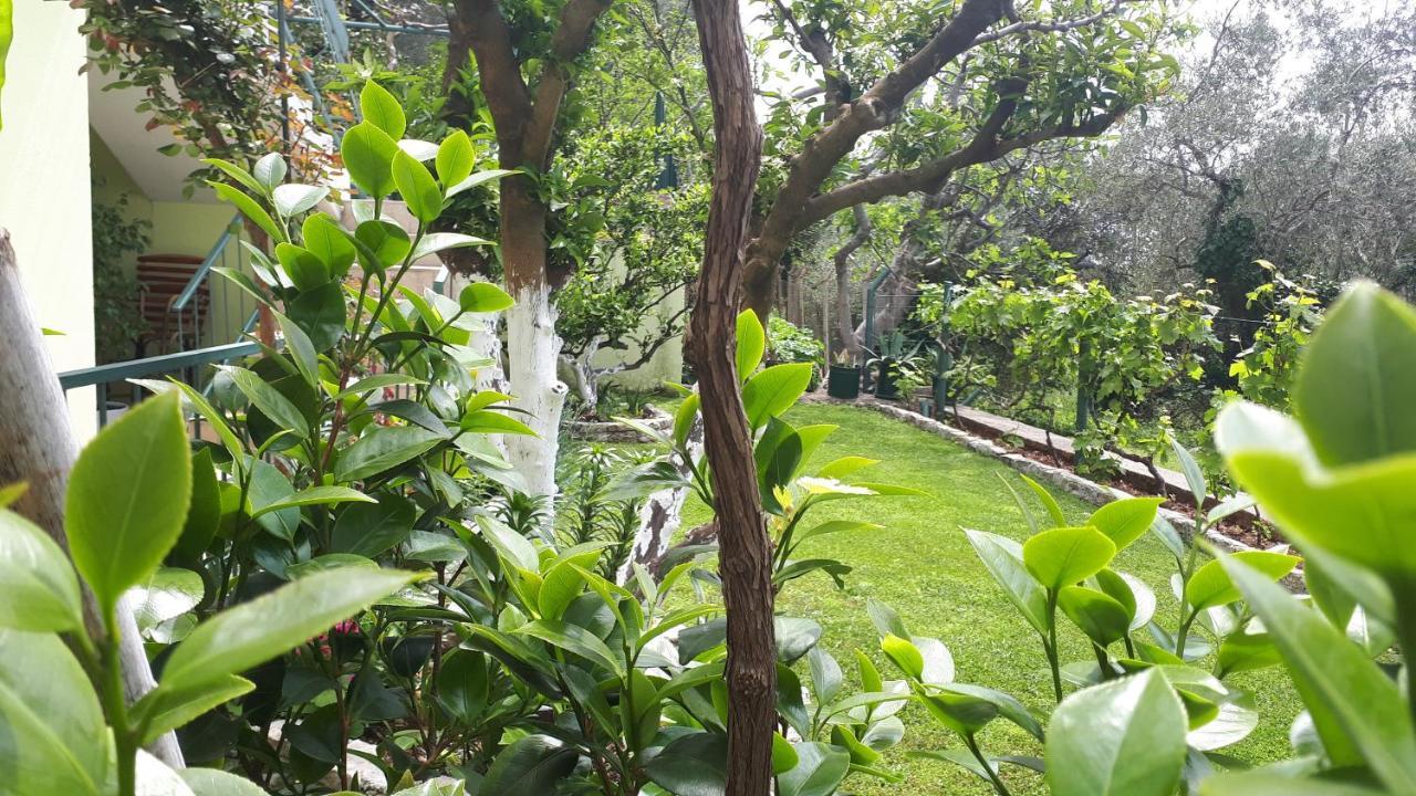 Apartments Simo Petrovac المظهر الخارجي الصورة