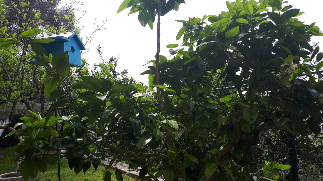 Apartments Simo Petrovac المظهر الخارجي الصورة